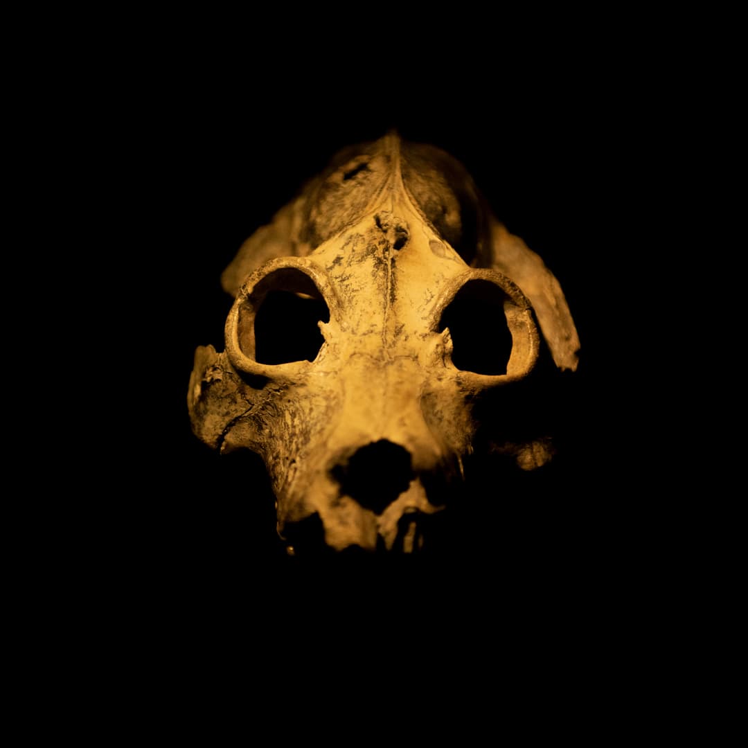 Ancient skull exhibit at the Natural History Museum