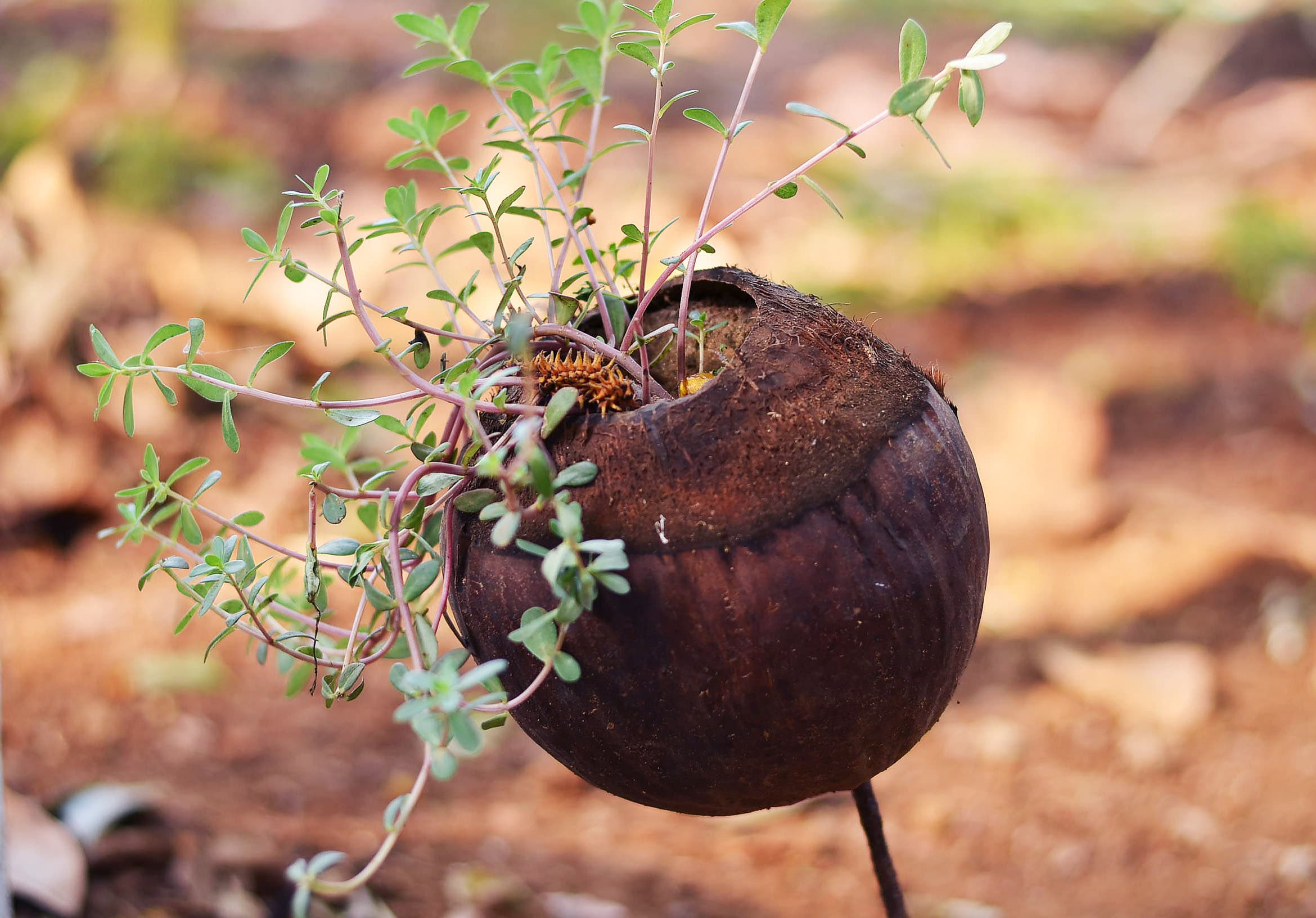Plant growing in a coconut shell
